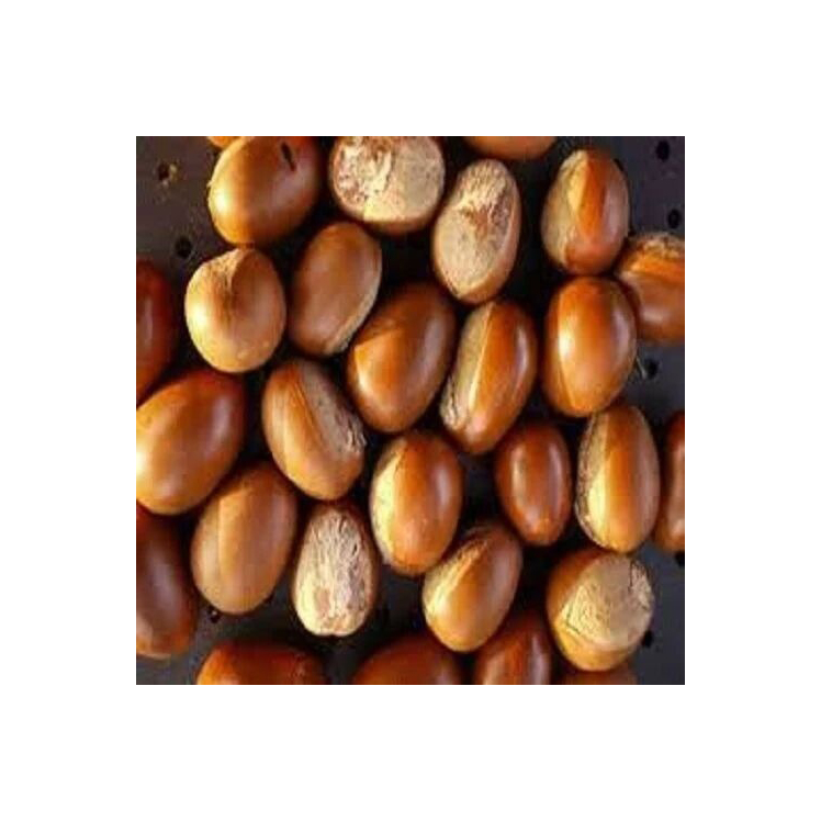 Raw shea nuts available in bulk - Image 3